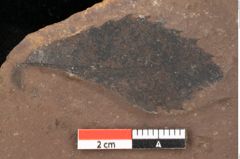 Foto (Detailsansicht) von Quercus palaeoilex Ettingshausen (NHMW-GEO-2024-0188-0915)